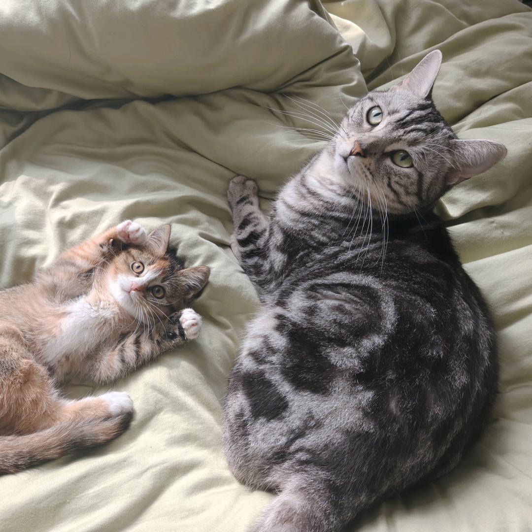 六百是八百的姐姐