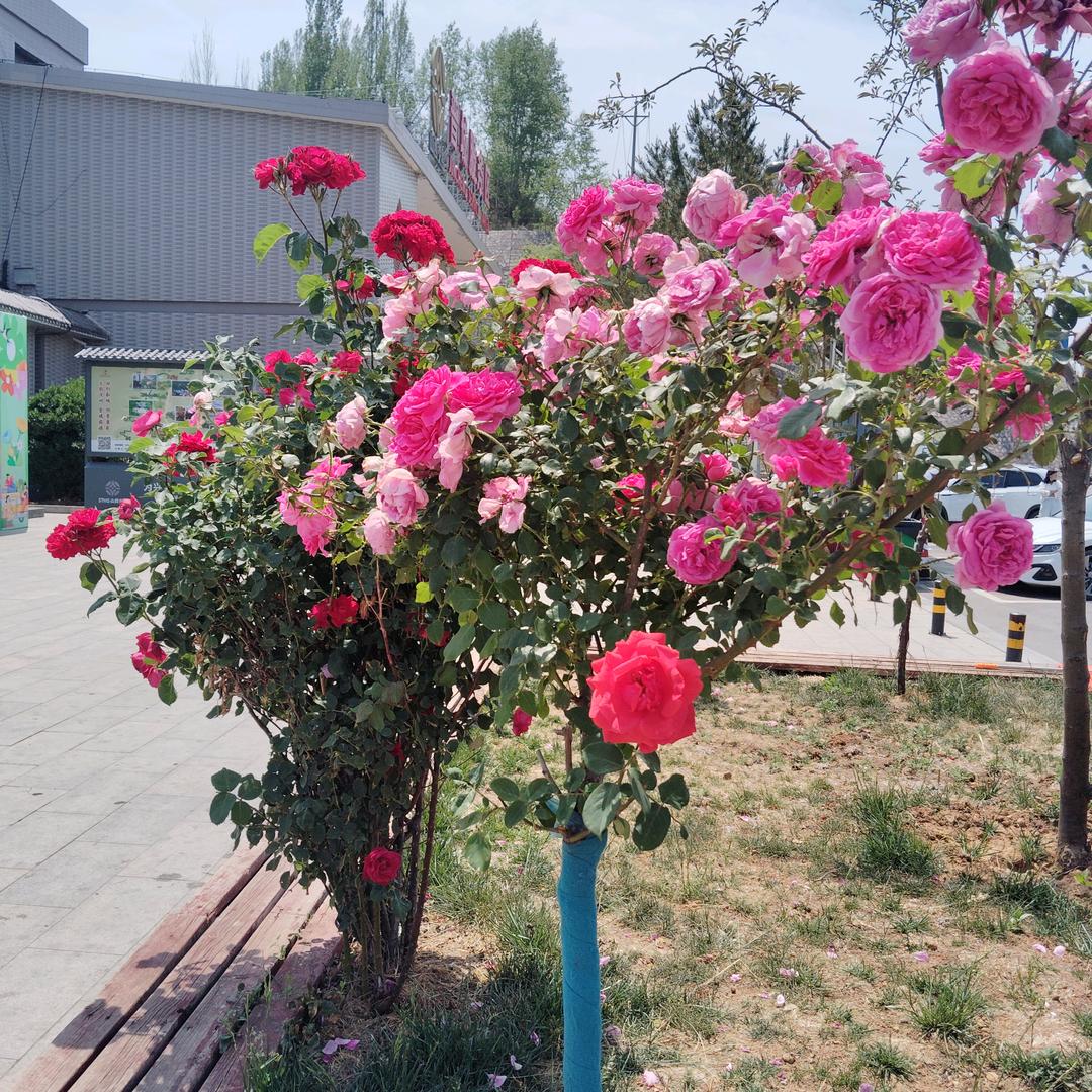 友菊的农村生活