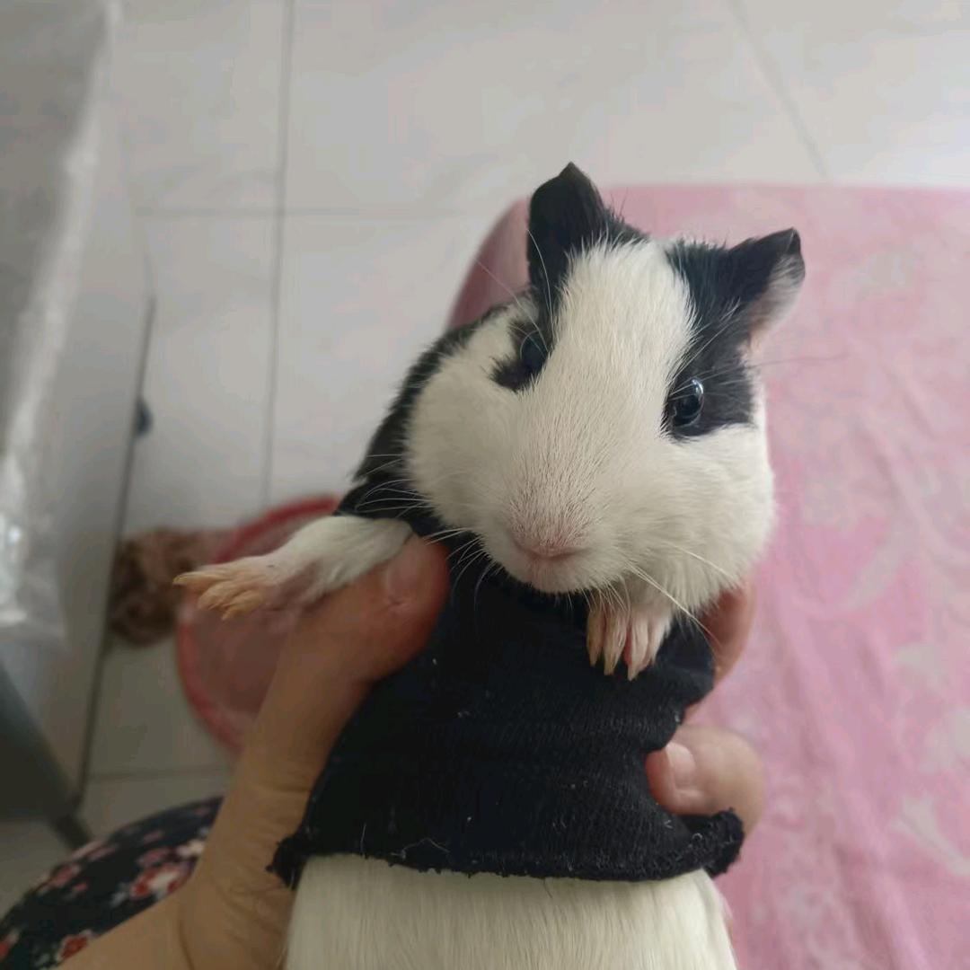 海微拉