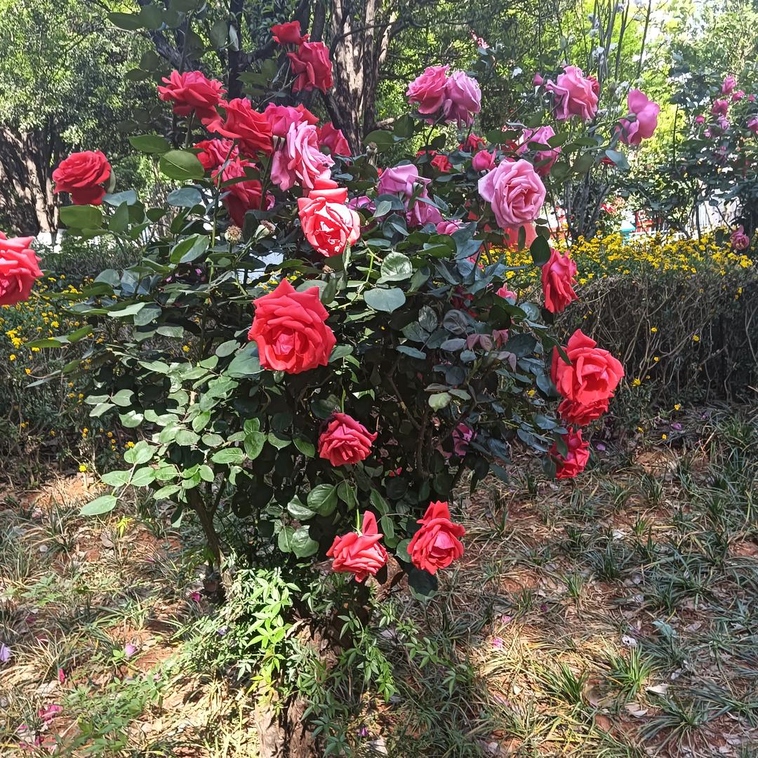 栀子花开