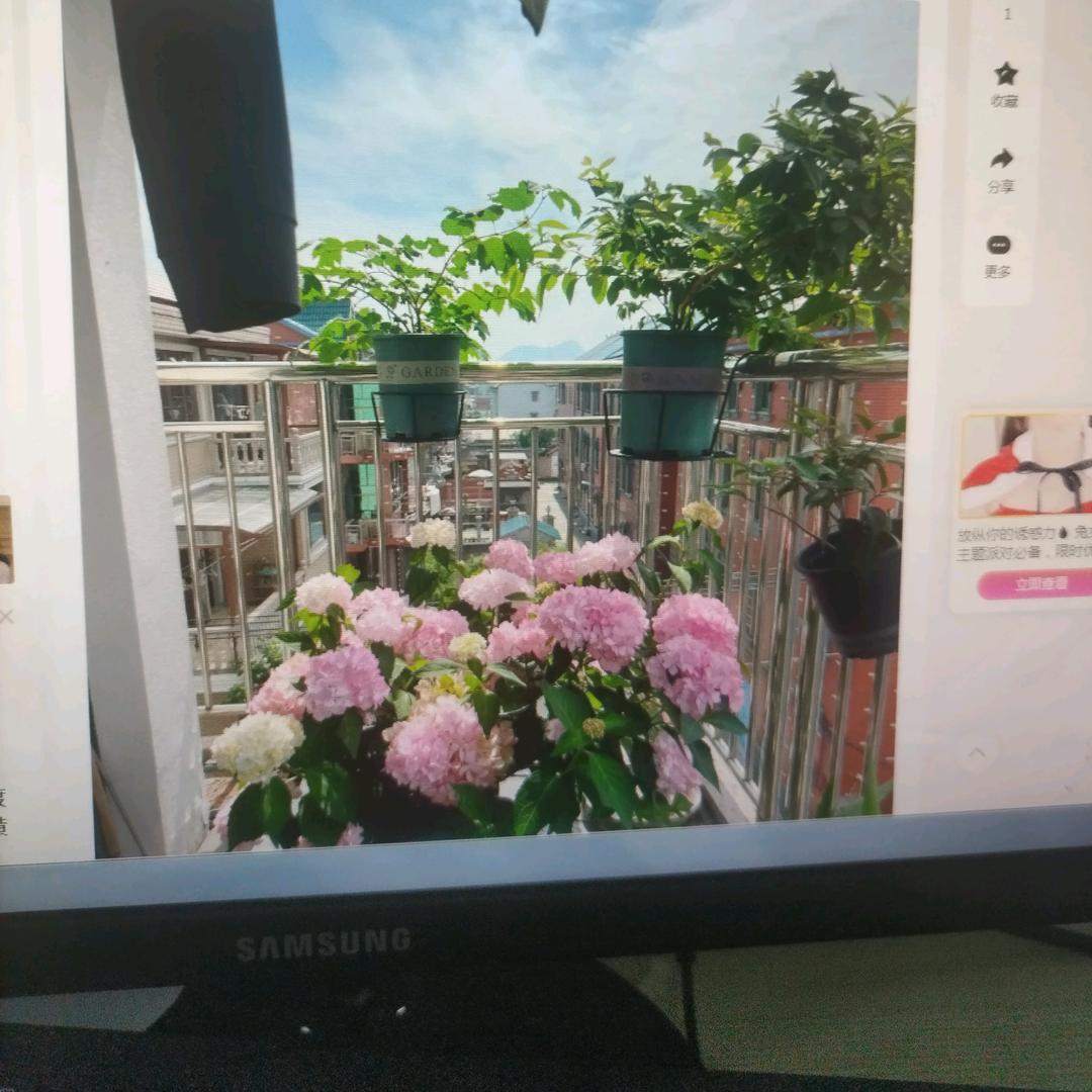 风起青苹
