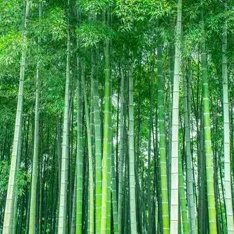 竹烁