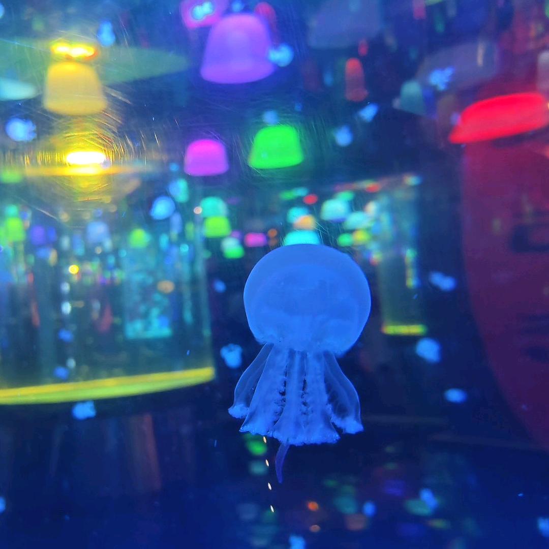 鱼小🐟