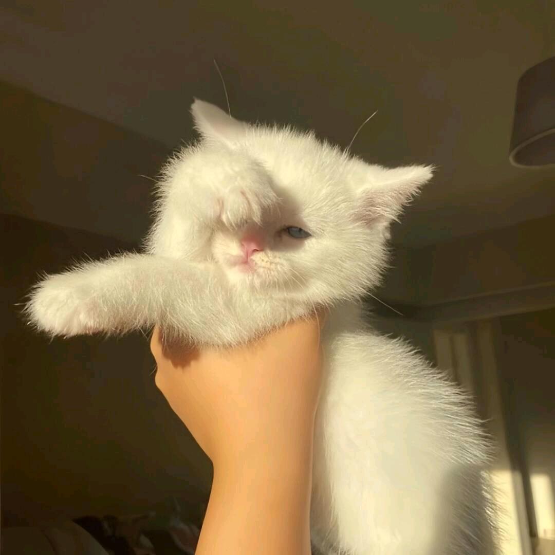 殆