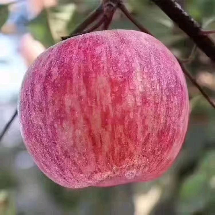 太行山农产品经销