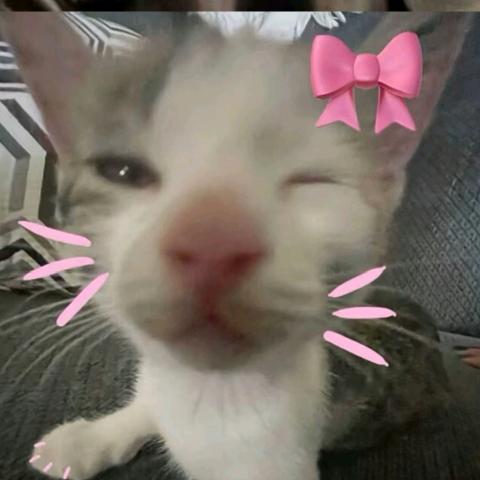 咪的天
