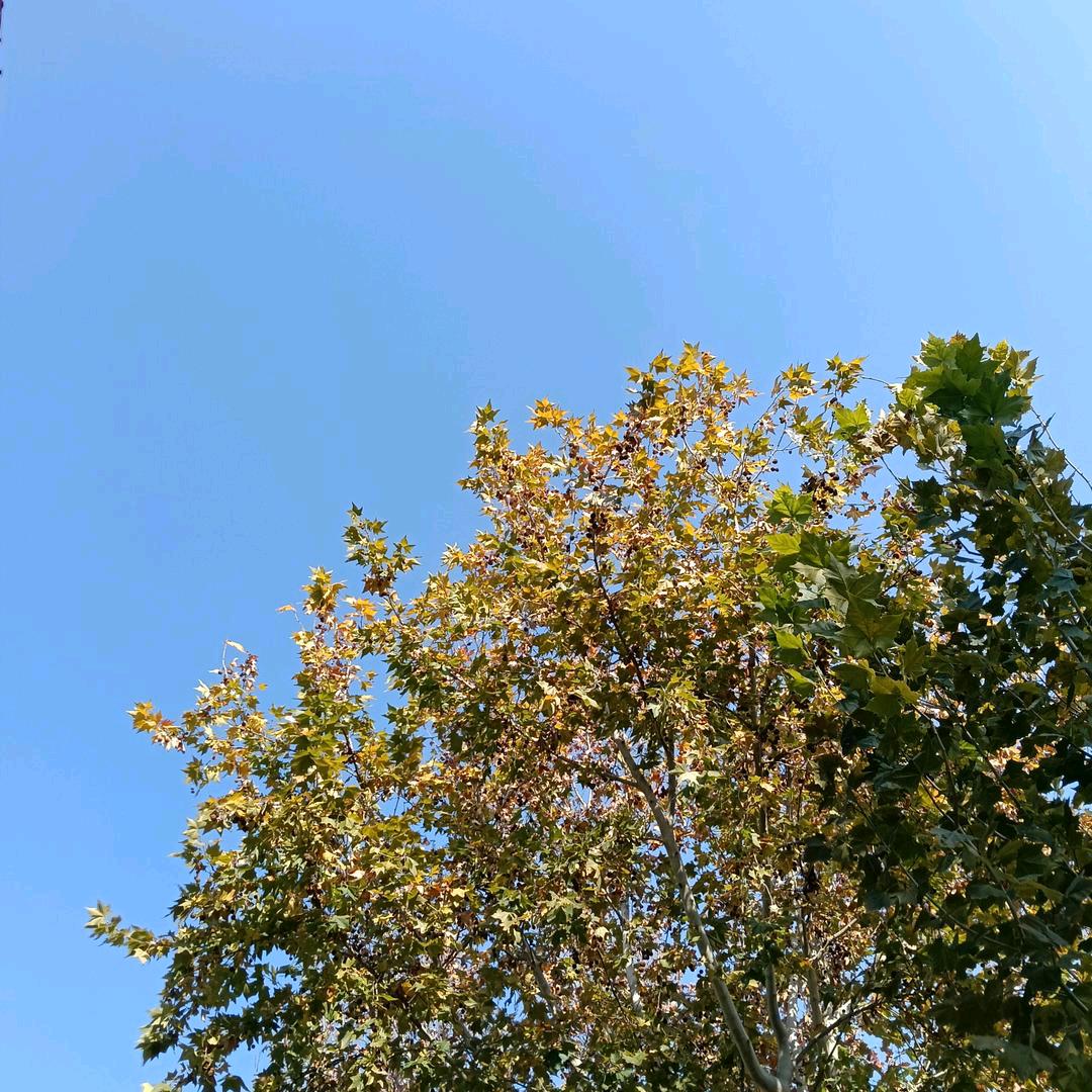 橙橘汁
