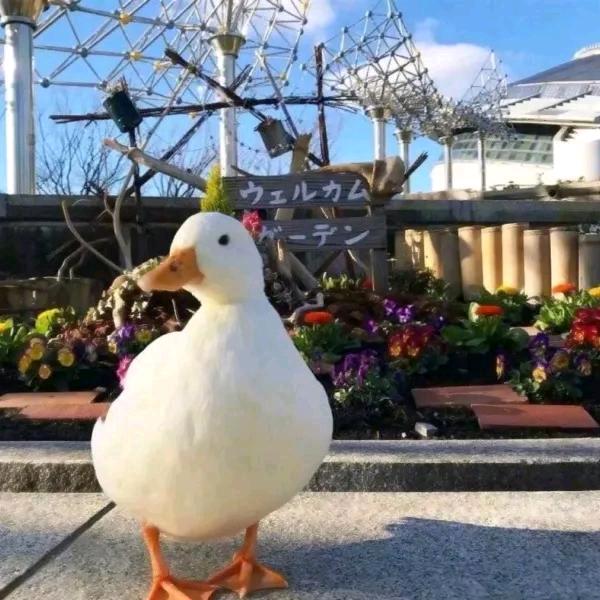 聪明伶俐活泼开朗机智勇敢善良可爱的大白鸭