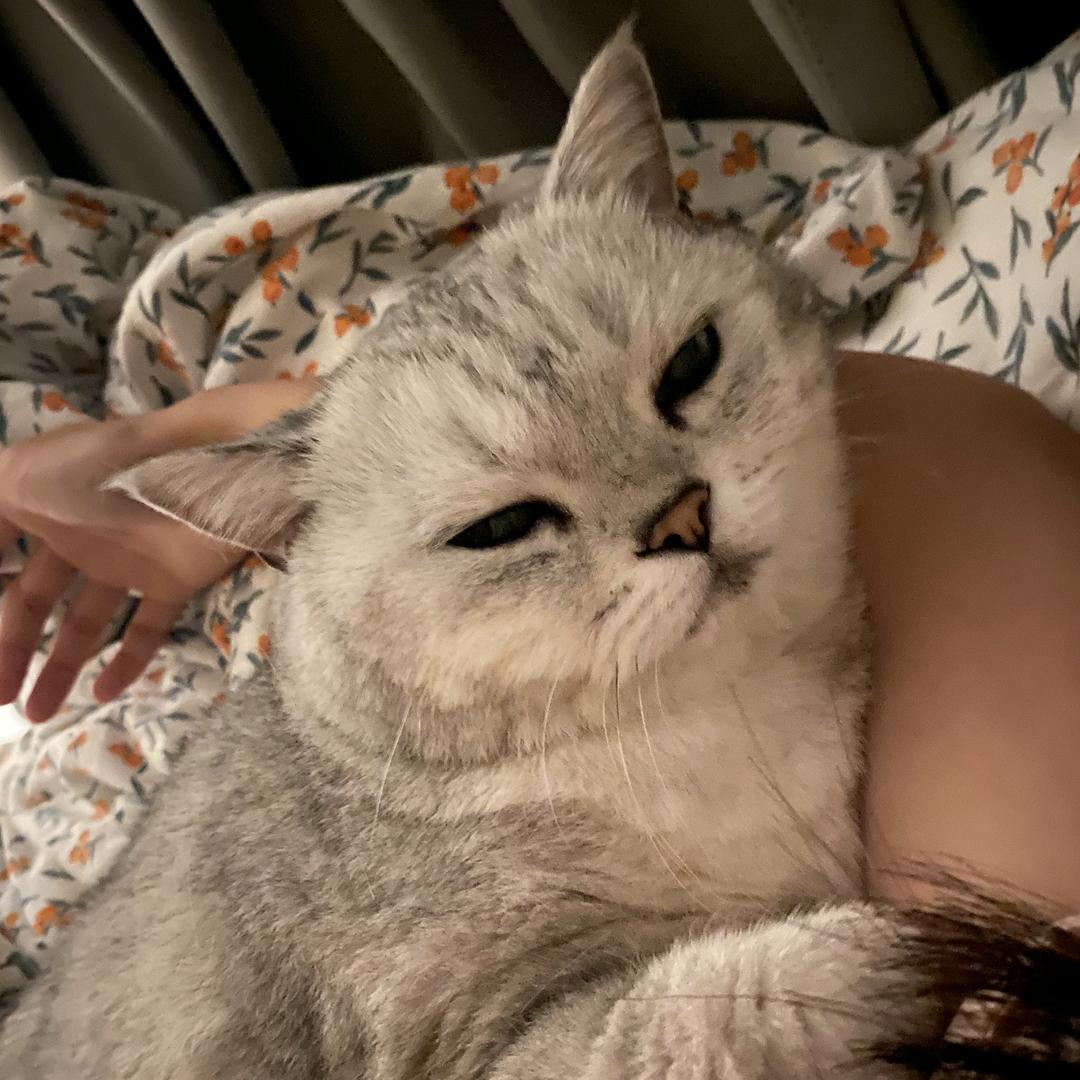一只小猫
