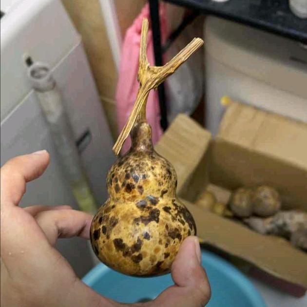 粟果俗衣