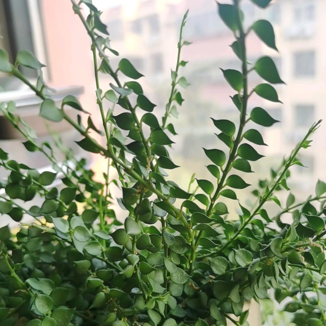 慢即是快