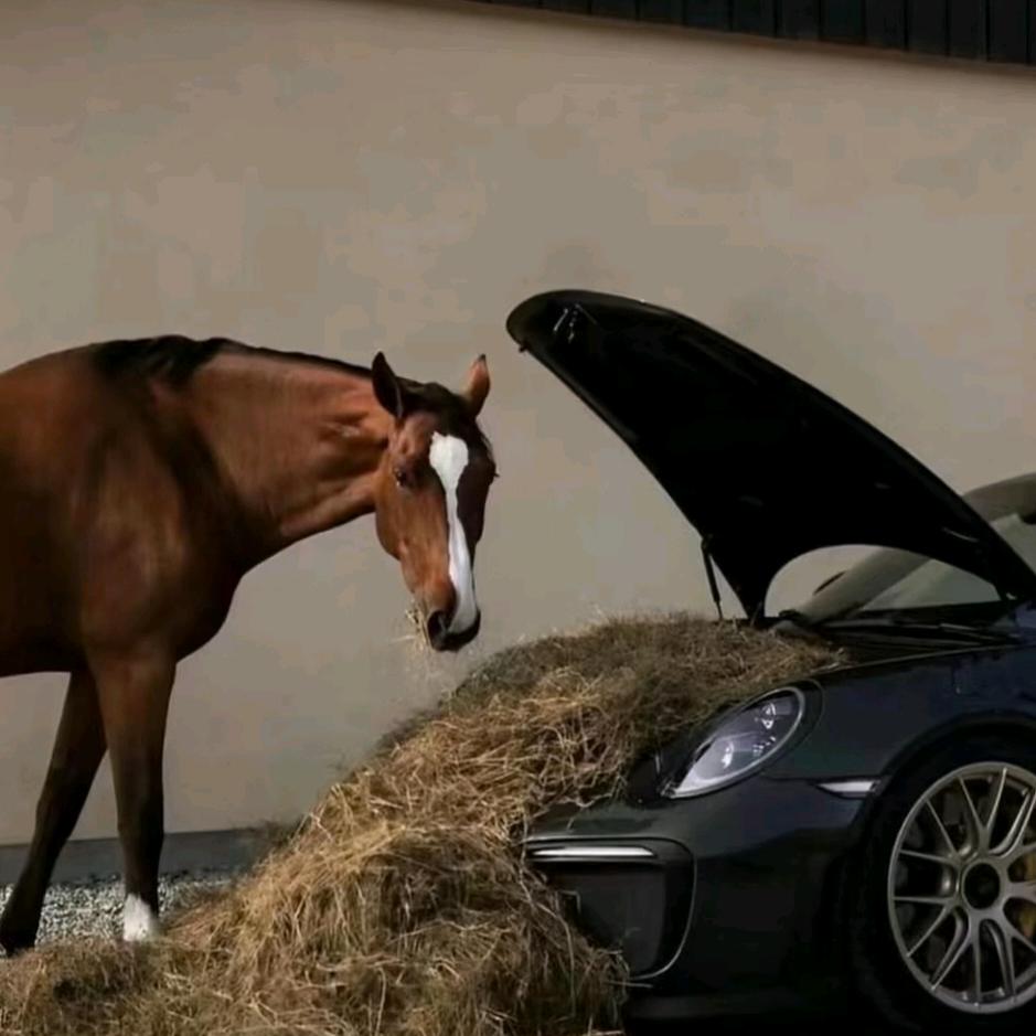 霸🦎气🦮让🐍你🐆着🐎迷