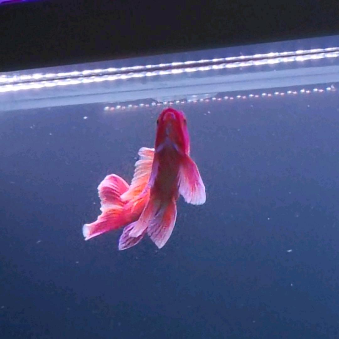 ꧁༺🌷北冥有鱼🥀༻꧂