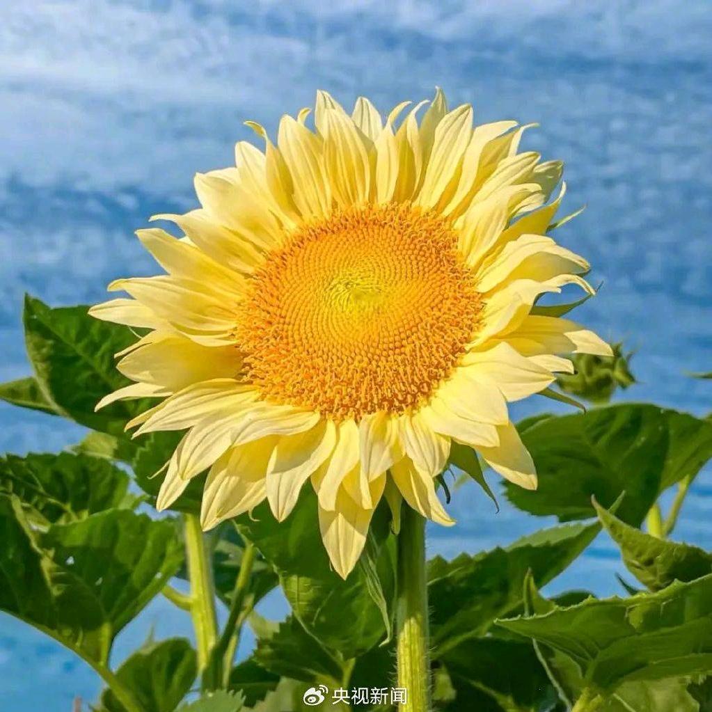 暖心  ( ｰ̀εｰ́ )向阳