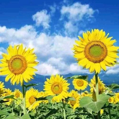 70后快乐的姥姥奶奶