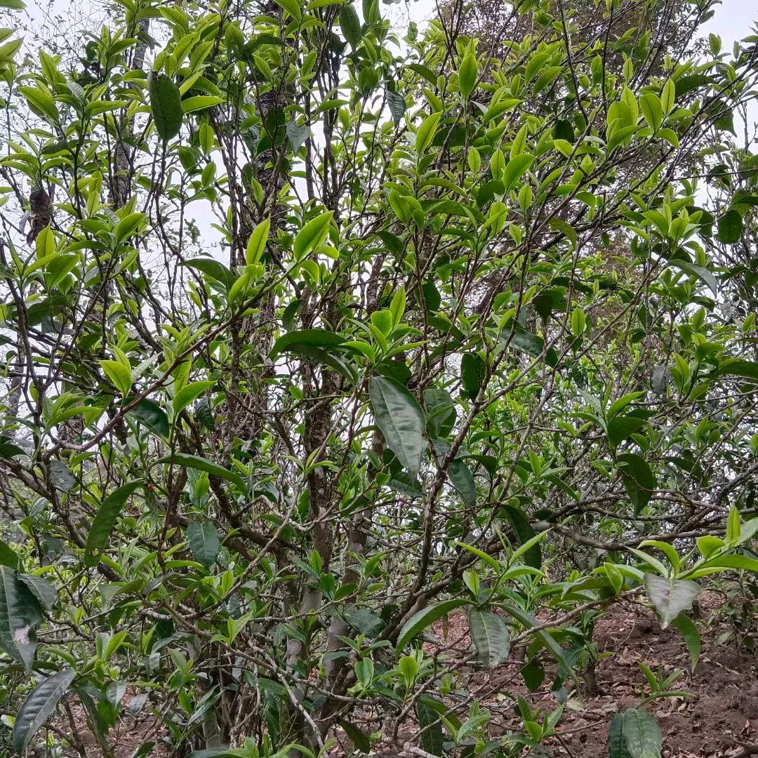小荒田老寨53号茶农😘