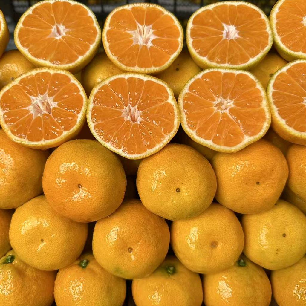 涌泉蜜橘