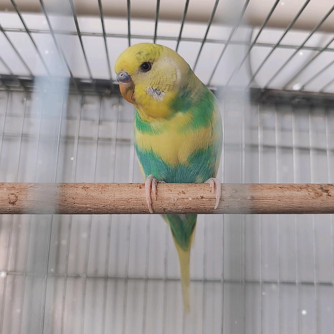 闭关养鸽-雪鸽鹦鹉🦜