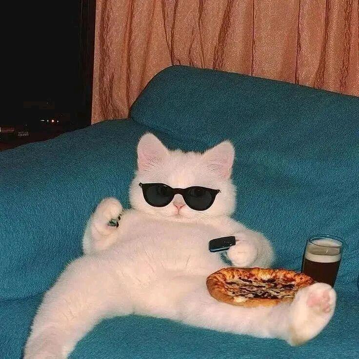 小猫丷