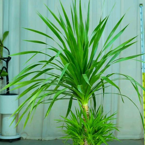 旺盛绿植基地