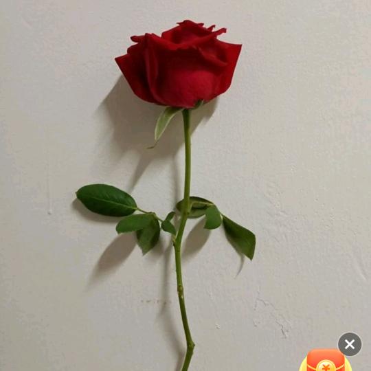 刘大姐xy