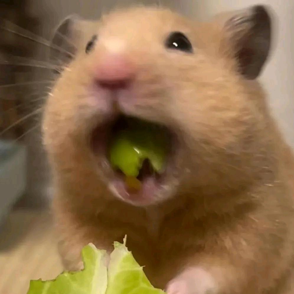 会上网的小仓鼠