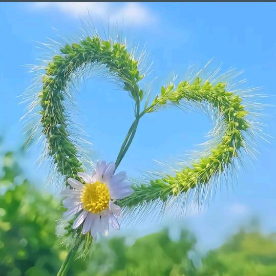 甜茶💕