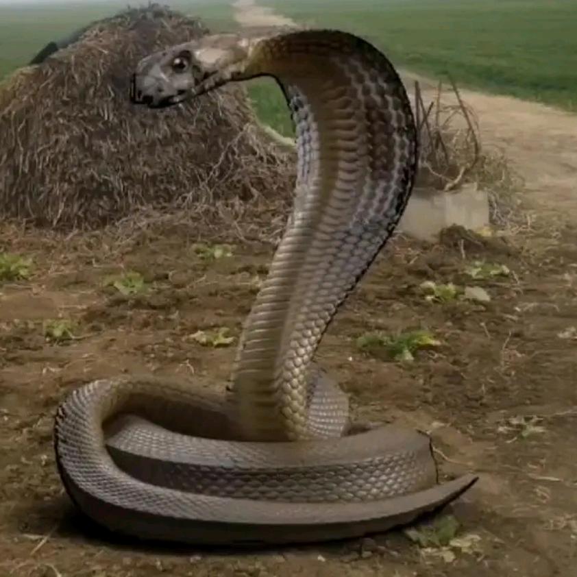 老伴