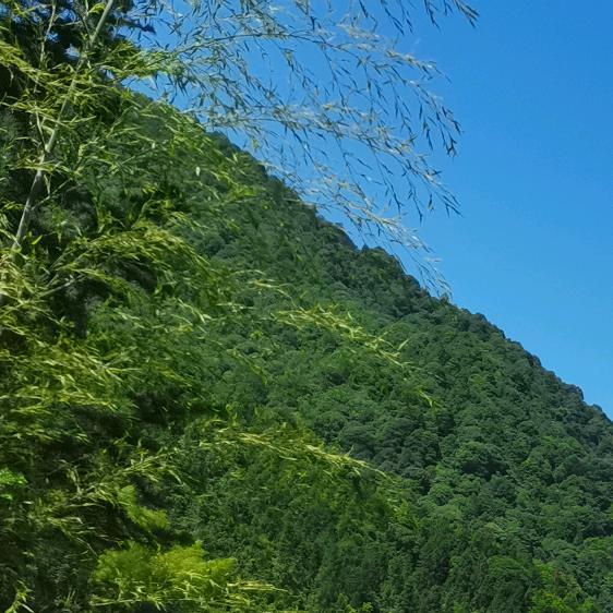 客家媛
