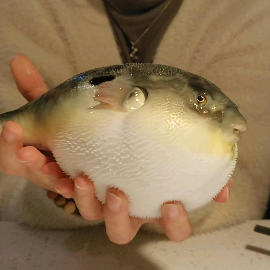 菠萝杀手不太冷