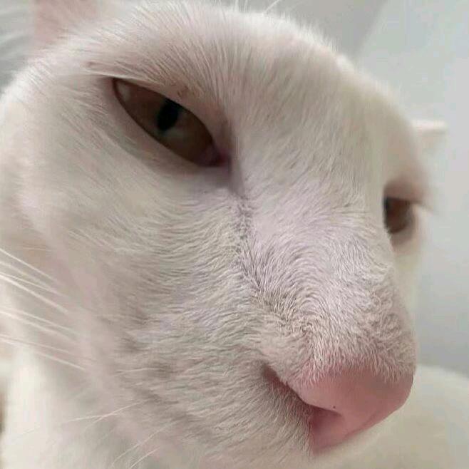hilokedy