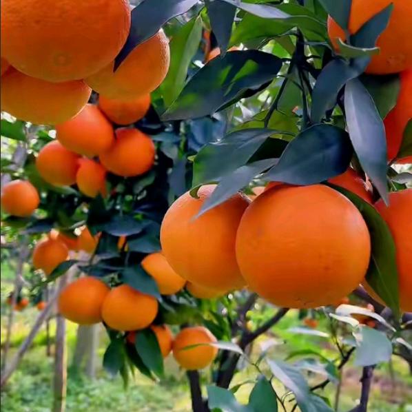 袁老师讲农资水产