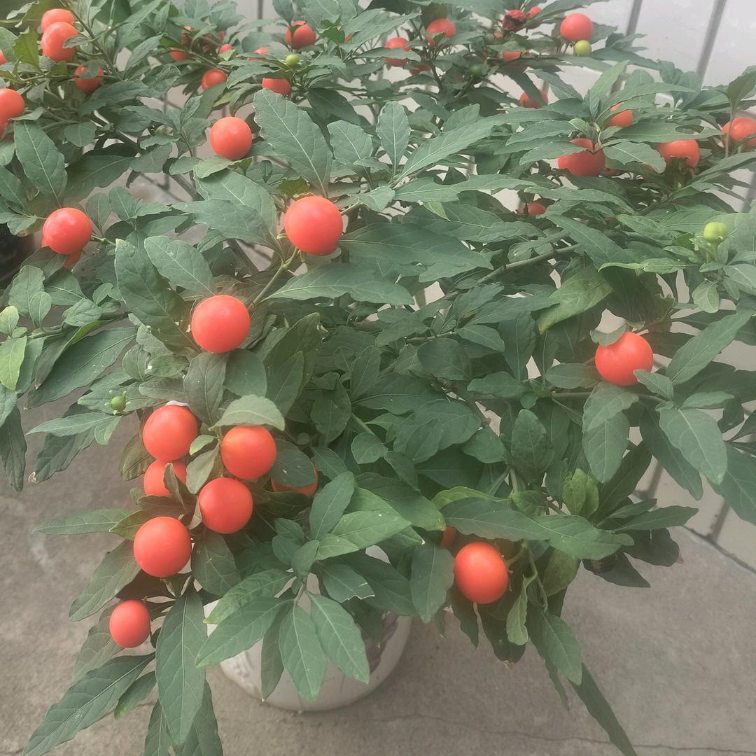锐晨