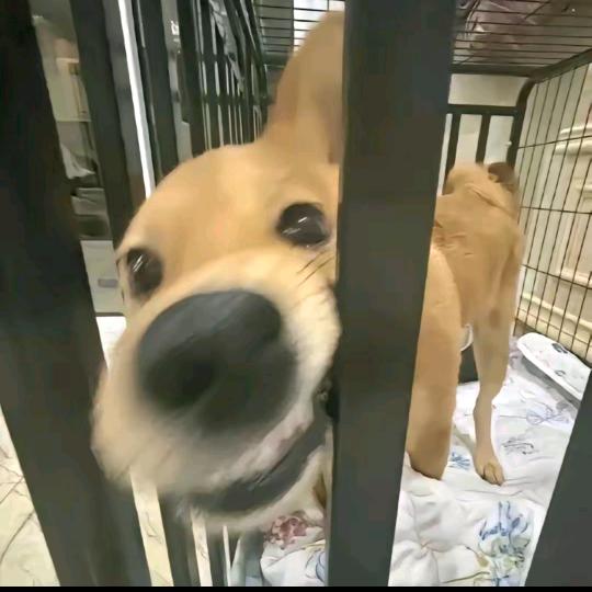 摆子