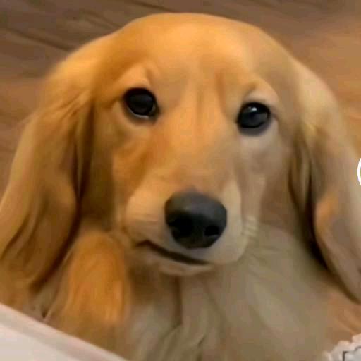 蓝桉已遇释槐鸟