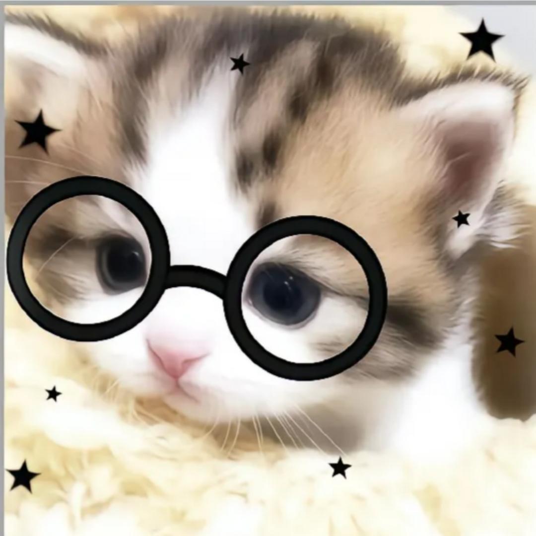 小猫会烙饼