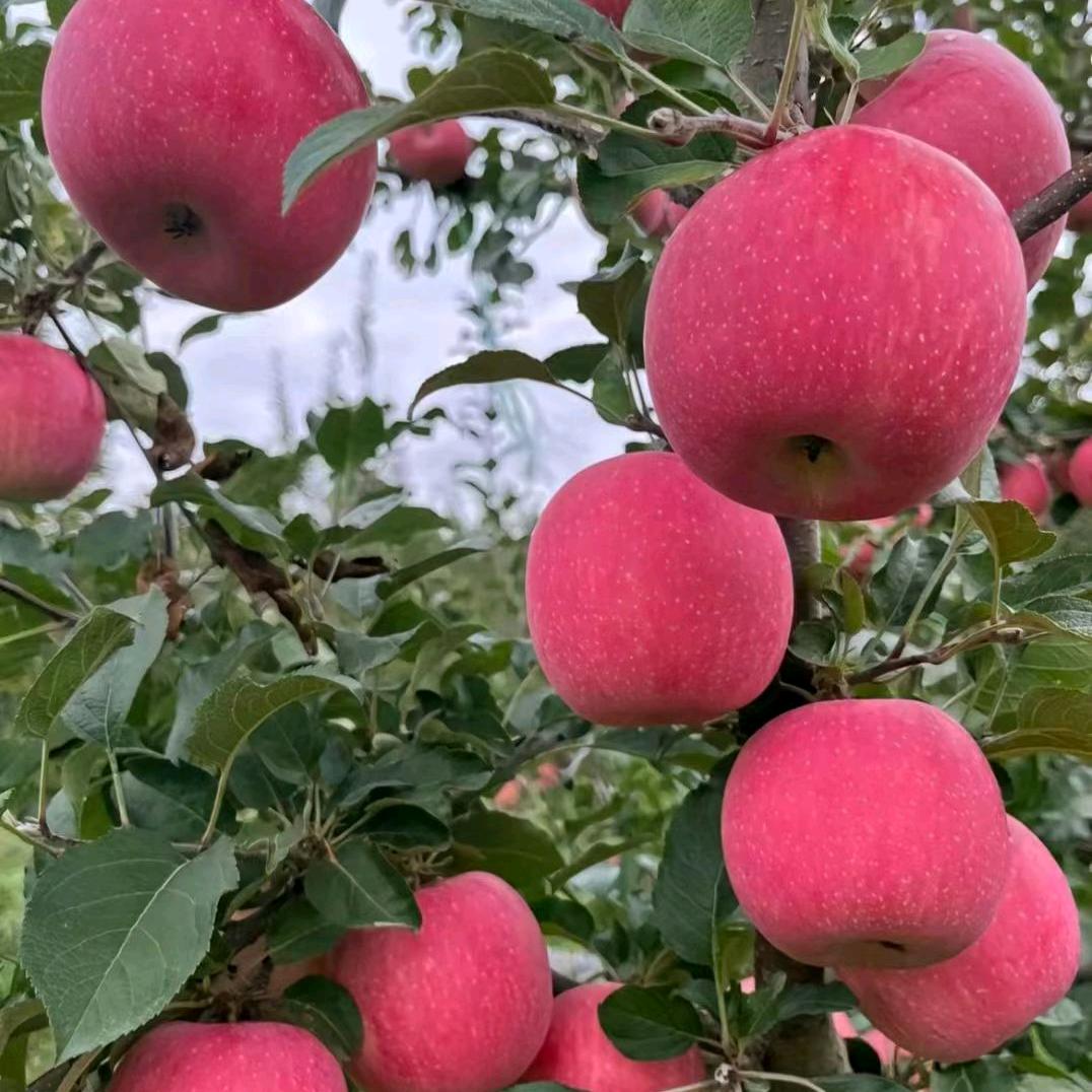 往后余生😊😊（洛川苹果🍎）
