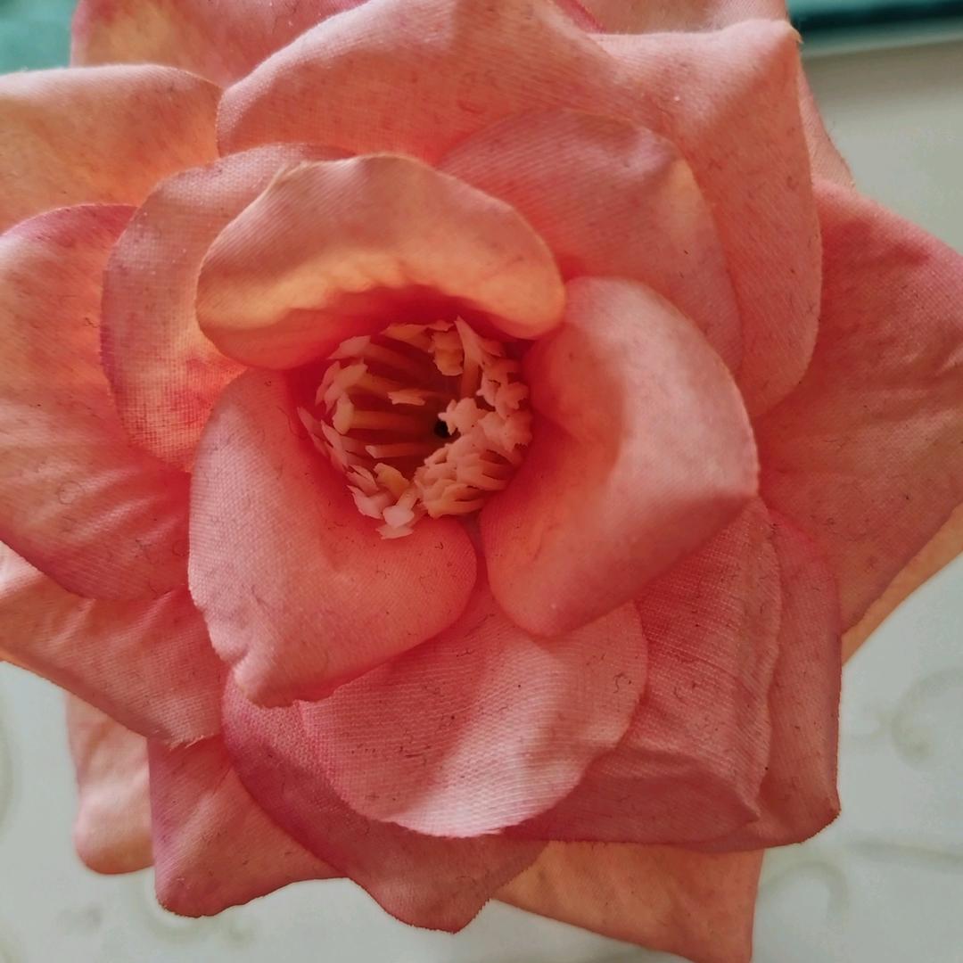 自由飞翔的孤鹰