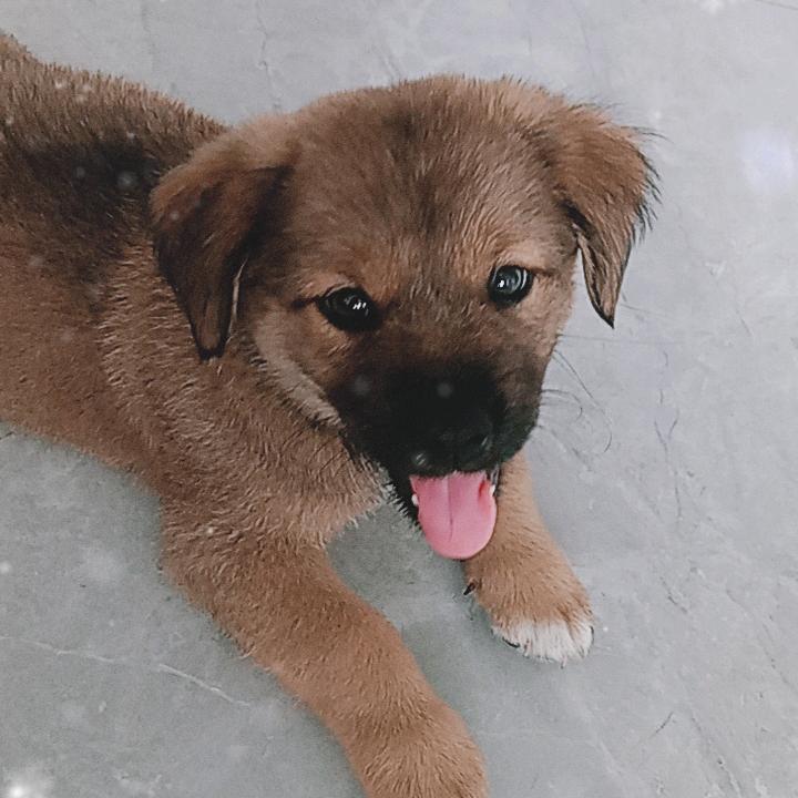 我家的小狗叫颠颠。