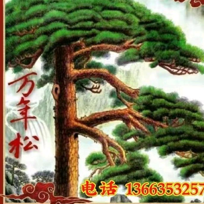 万年松