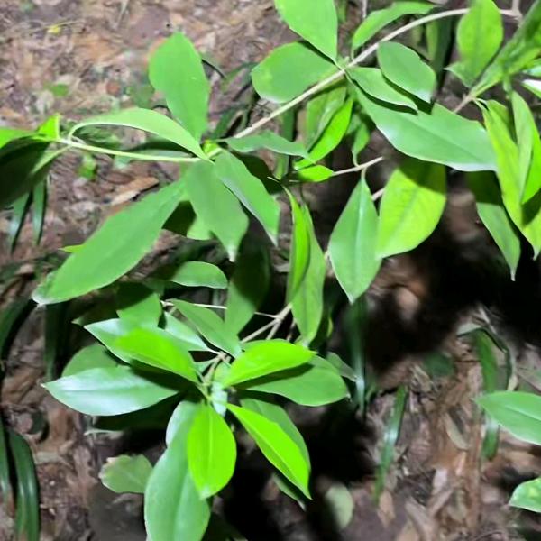 ლ◉◞随🌹意◉‵ლ