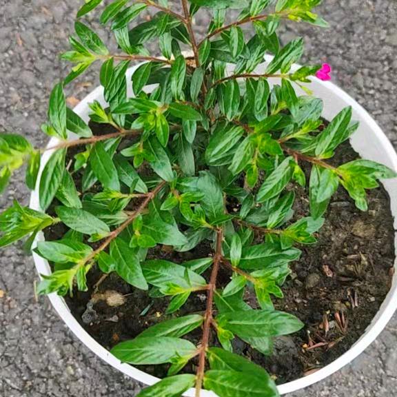 幸福快乐一家人💗💗🌹💐