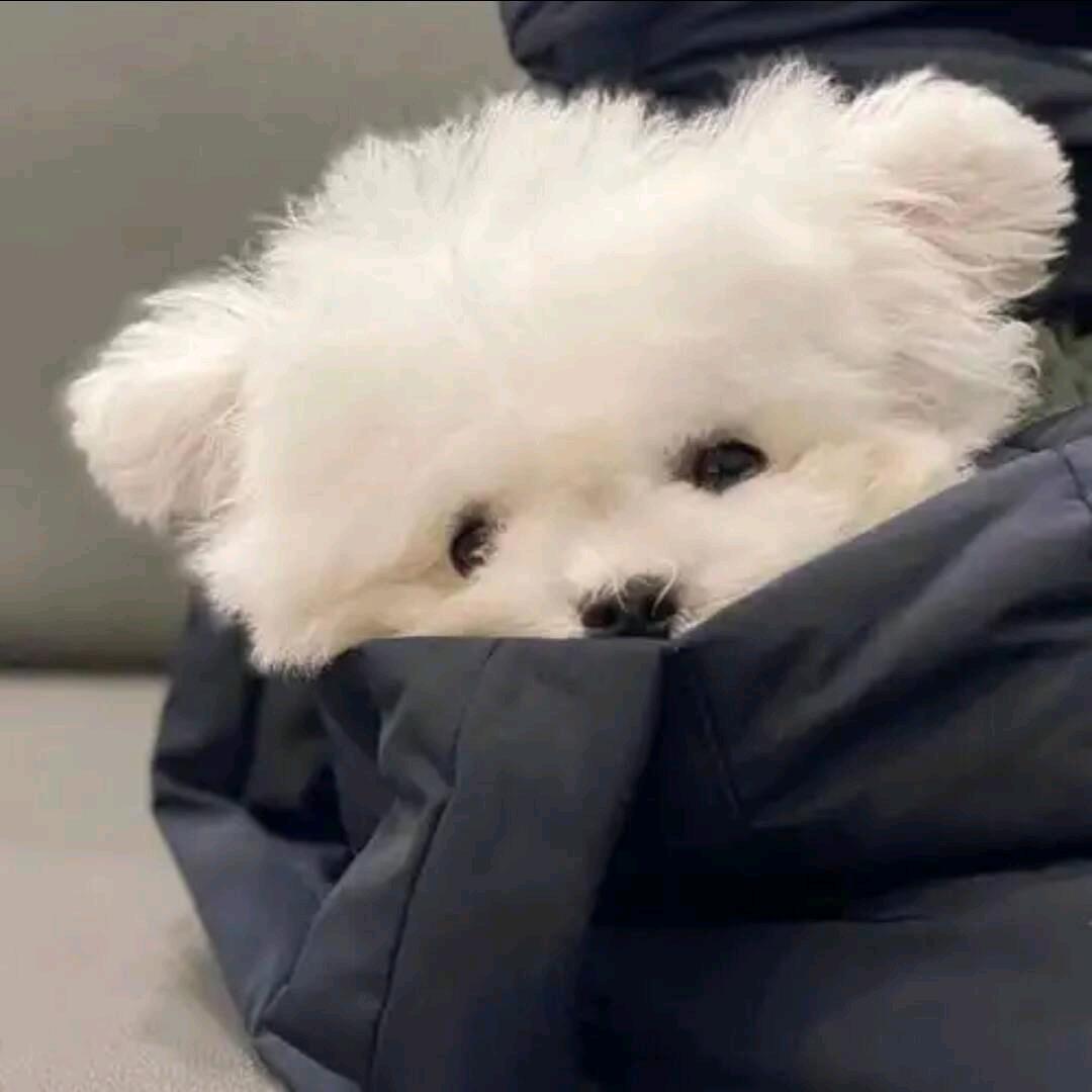 呆
