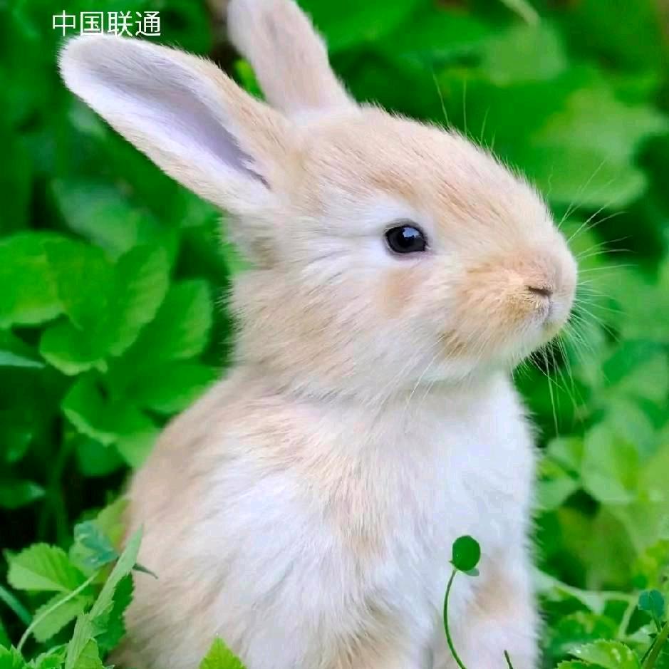 简单生活
