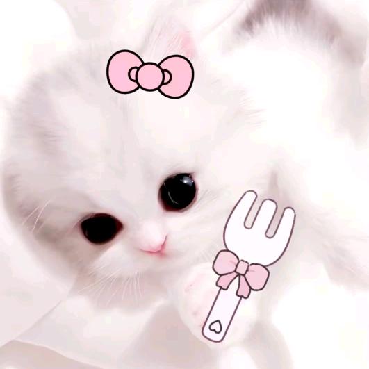 Cook1e
