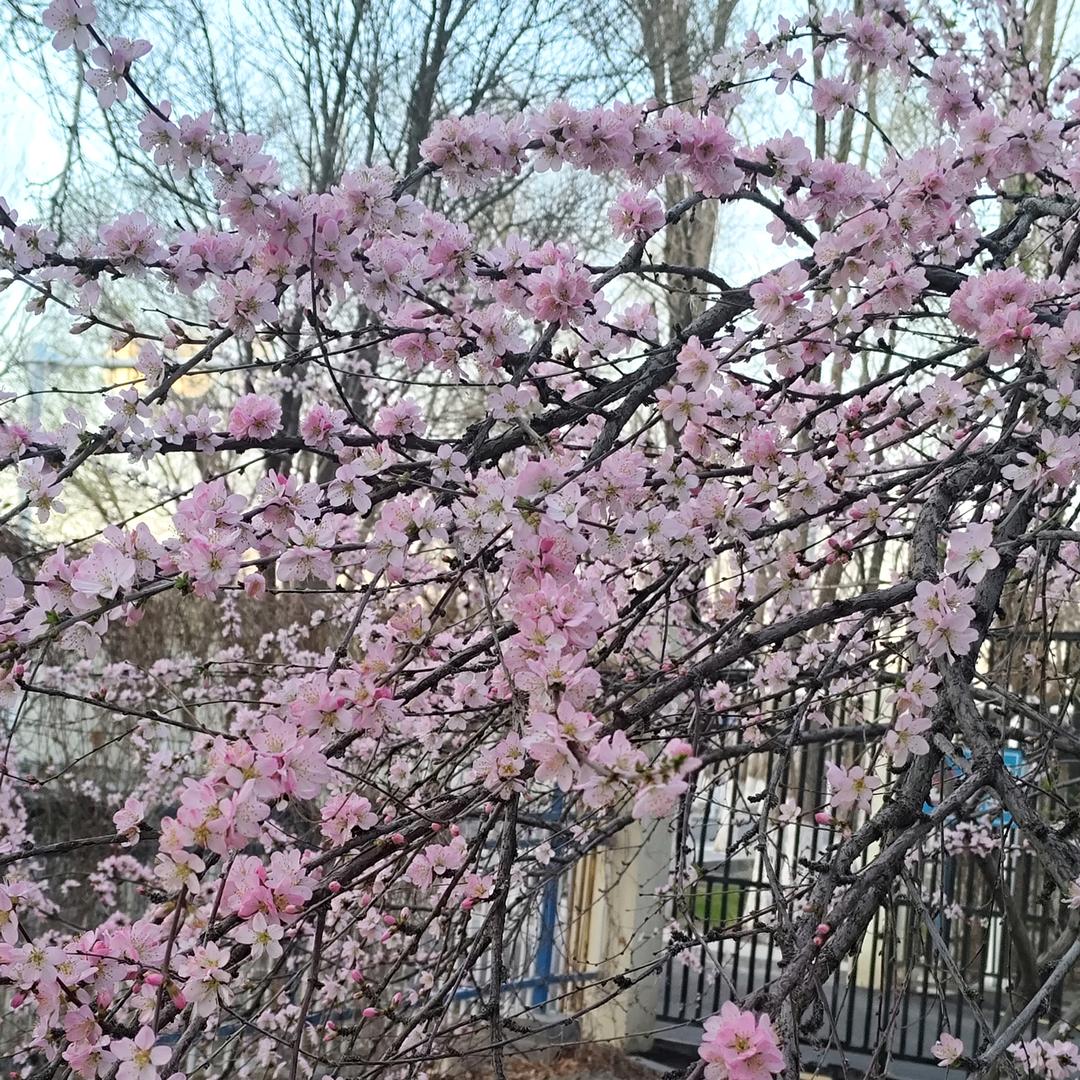 向日葵的微笑🌻