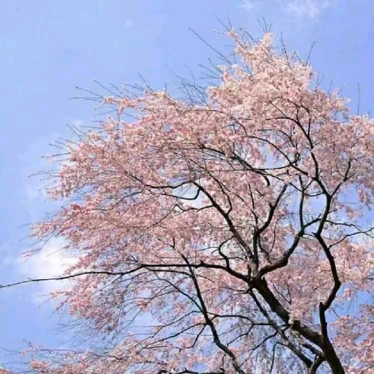 夏天