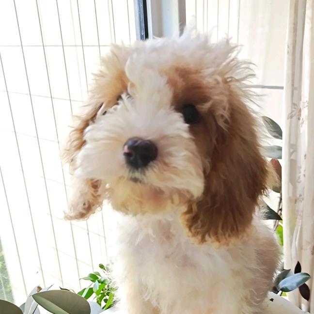 丫丫是只可卡布