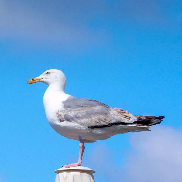 横空