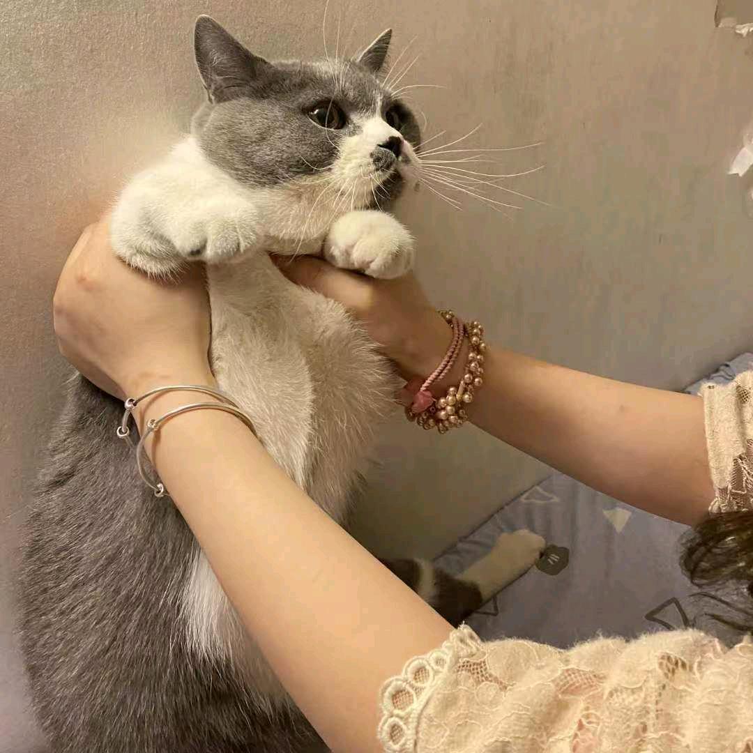 挨打猫（国服元芳、国服阿古朵）